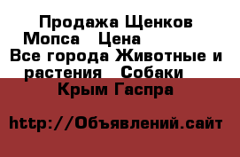 Продажа Щенков Мопса › Цена ­ 18 000 - Все города Животные и растения » Собаки   . Крым,Гаспра